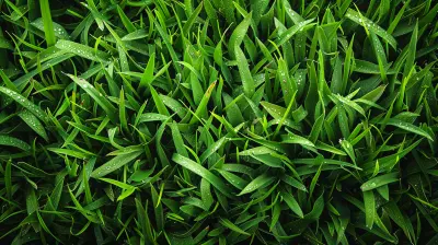 How to Keep Your Lawn Lush for Maximum Curb Appeal