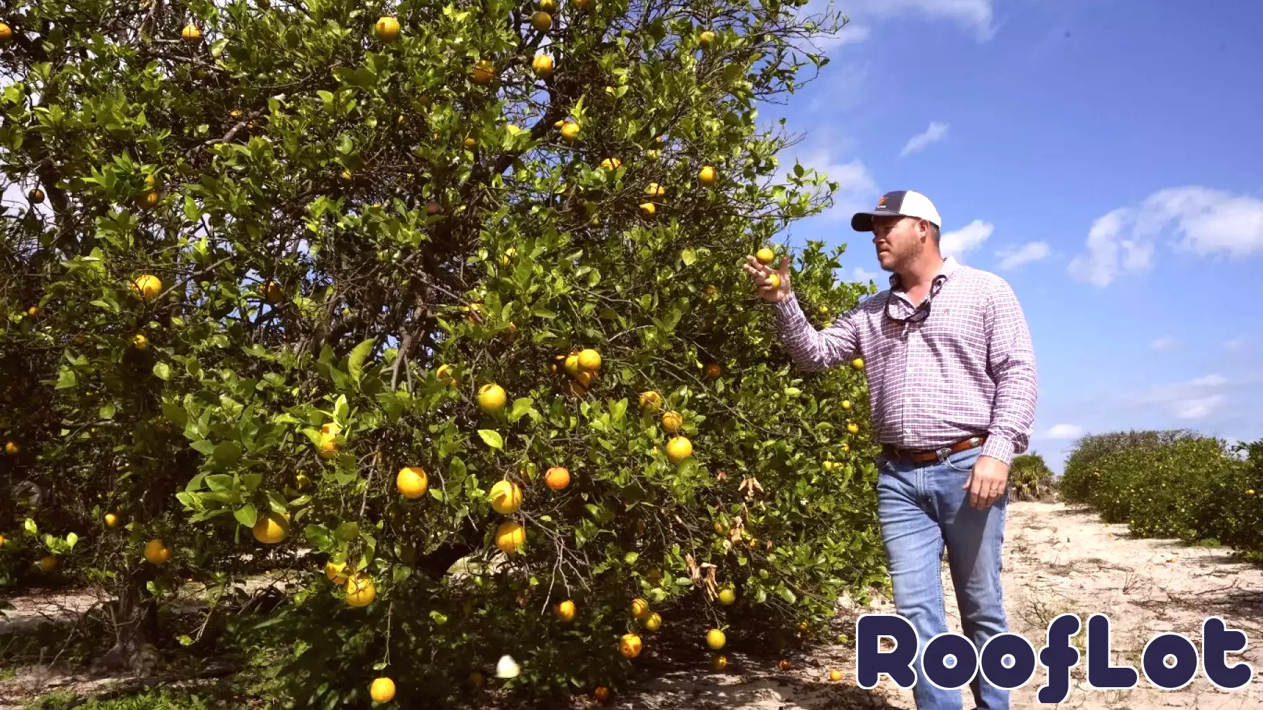 Florida Citrus Industry in Crisis: Battling Nature and Development Pressures