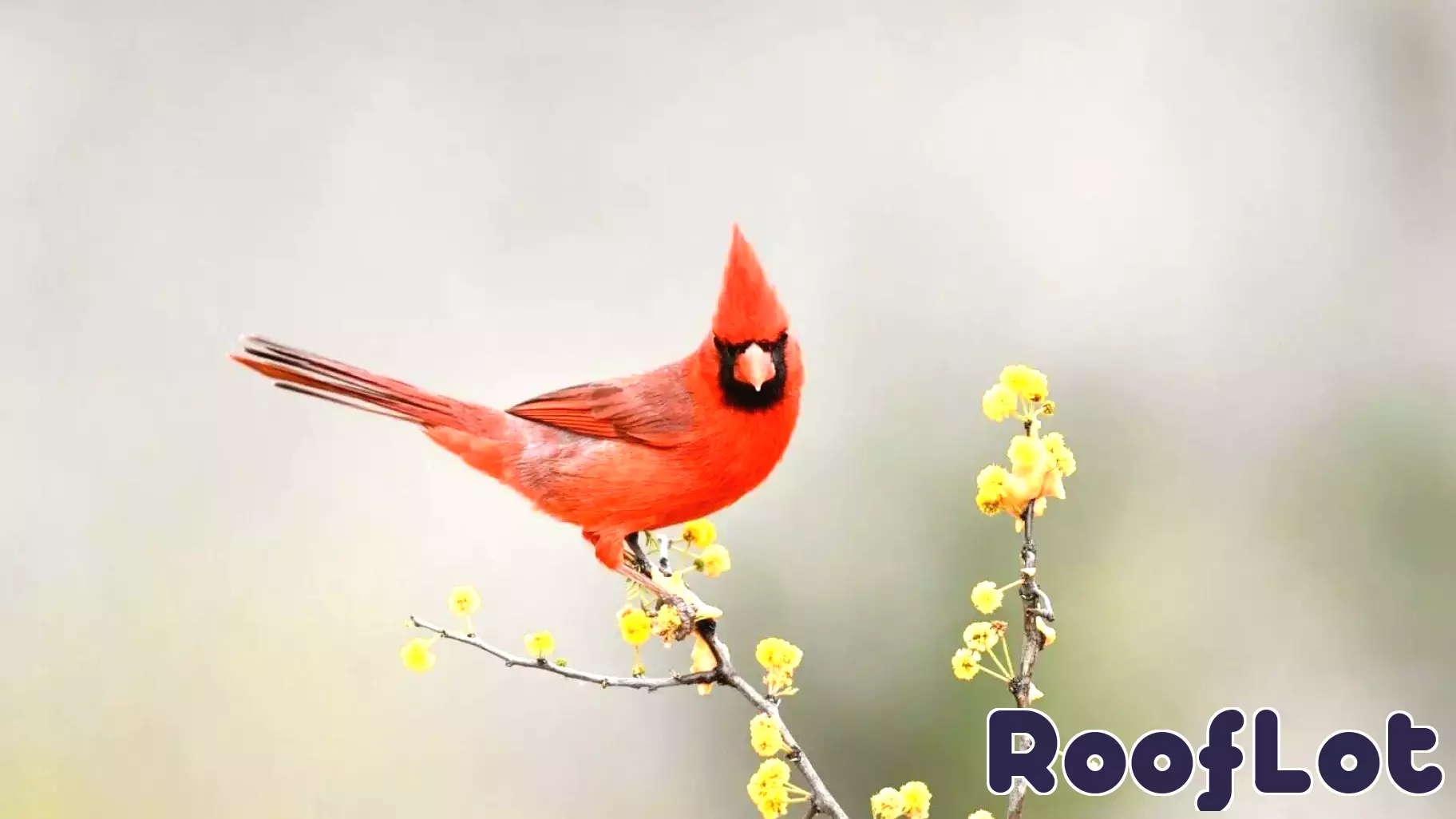 Optimism for Young Homebuyers Amidst Challenging Trends