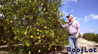 Florida Citrus Industry in Crisis: Battling Nature and Development Pressures